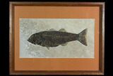 Framed Fossil Fish (Mioplosus) - Wyoming #149758-1